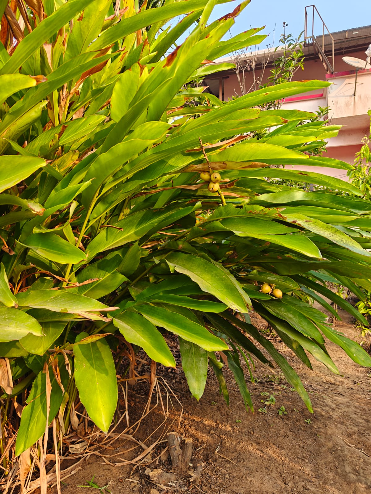 Farm plant: WhatsApp Image 2026-07-28 at 16.20.59 (2).jpeg